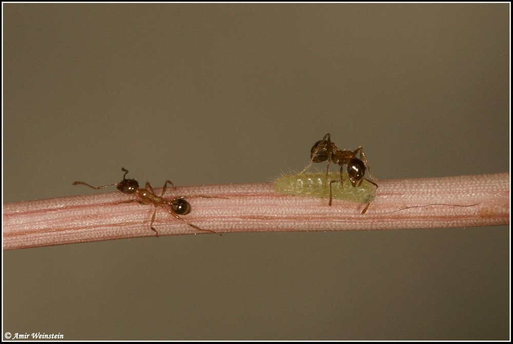 Lycanidae d''Israele - Zizeeria spp.